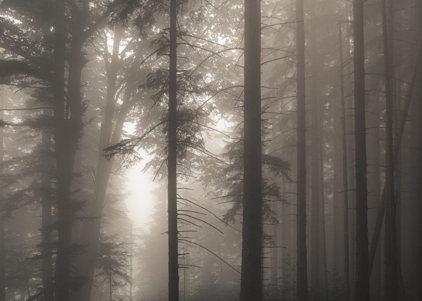 Dichter Nebel am Fuße des Hochgern.